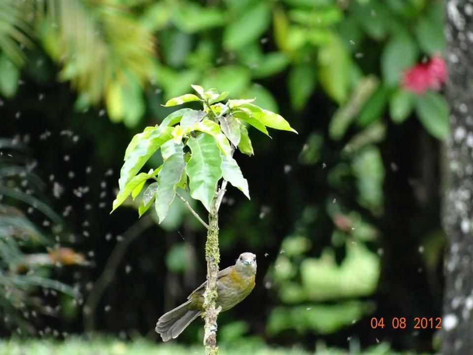 Hotel Tangara Arenal B&B La Fortuna Exterior photo